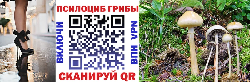 Галлюциногенные грибы Psilocybe  что такое   Видное 